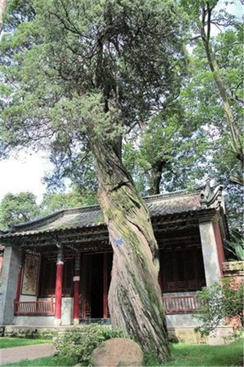 昆明啟動古樹名木普查 