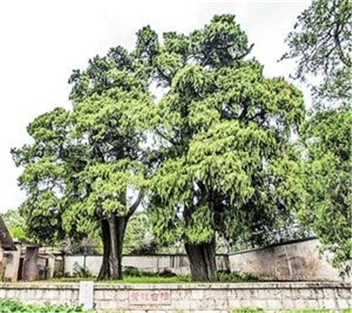 昆明啟動古樹名木普查 