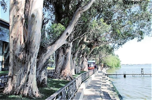 昆明啟動古樹名木普查 