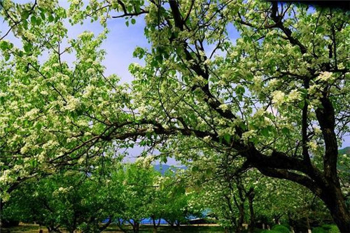 植物王國中“活化石”天女木蘭的栽培技術