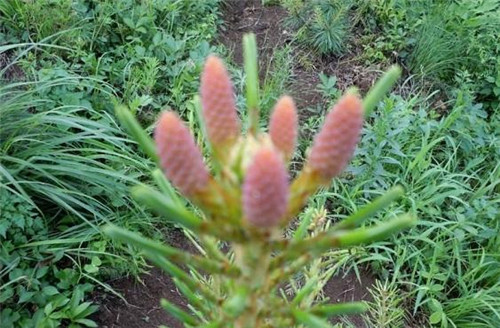 生態(tài)經(jīng)濟(jì)價值極高的樹種——紅松的栽培技術(shù)