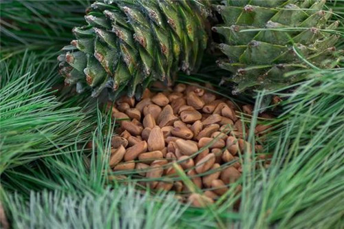 生態(tài)經(jīng)濟(jì)價值極高的樹種——紅松的栽培技術(shù)