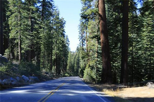 生態(tài)經(jīng)濟(jì)價值極高的樹種——紅松的栽培技術(shù)
