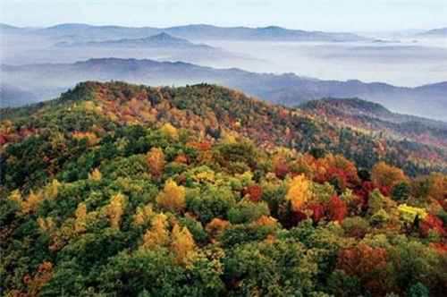 生態(tài)經(jīng)濟(jì)價值極高的樹種——紅松的栽培技術(shù)