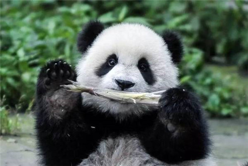 大熊貓國家公園真是太大了