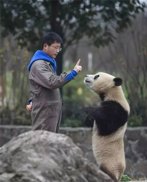 大熊貓國家公園真是太大了