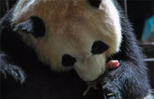 大熊貓國家公園真是太大了