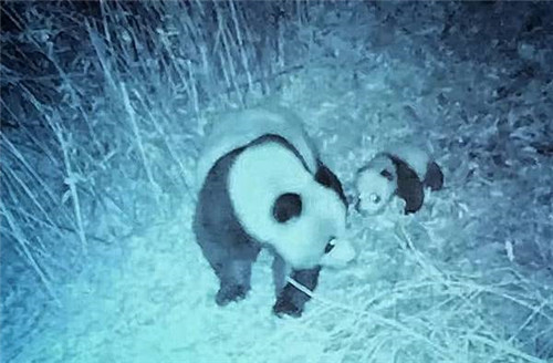 大熊貓國家公園真是太大了