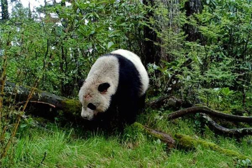 大熊貓國家公園真是太大了