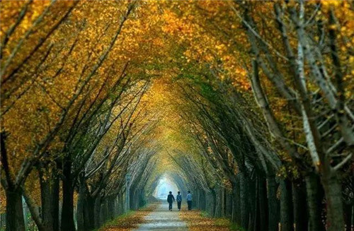 植物百科|法國梧桐