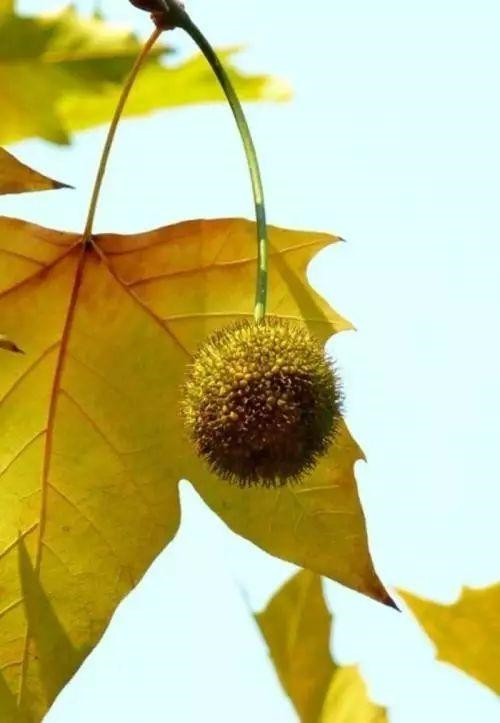 植物百科|法國梧桐