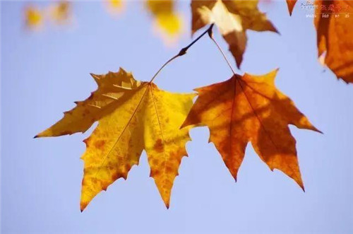 植物百科|法國梧桐