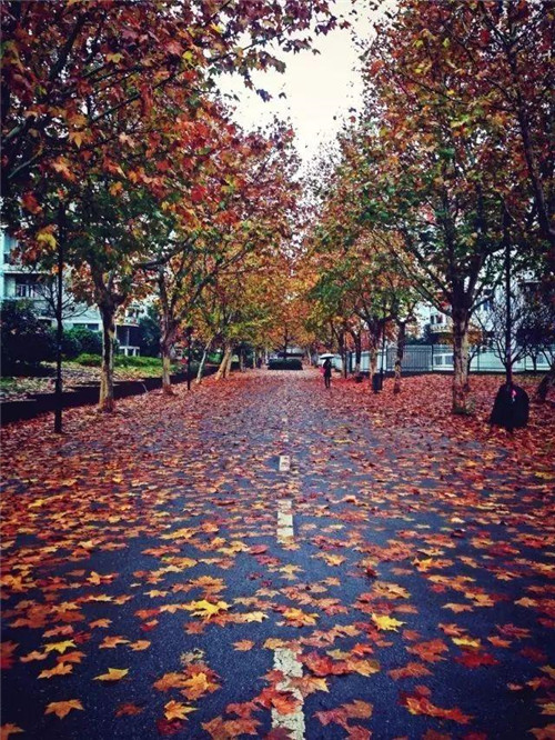 植物百科|法國梧桐