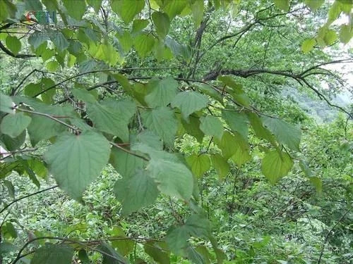 那些生長(zhǎng)在云南的植物“活化石”