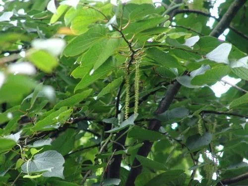 那些生長(zhǎng)在云南的植物“活化石”