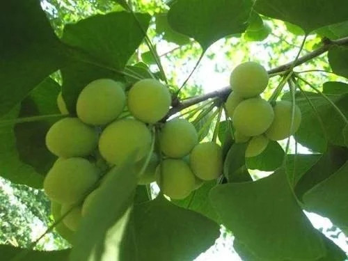 那些生長(zhǎng)在云南的植物“活化石”