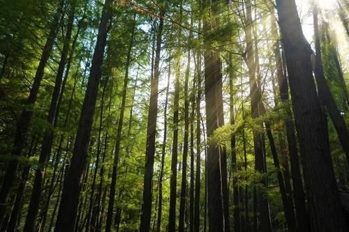 那些生長(zhǎng)在云南的植物“活化石”