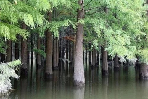 那些生長(zhǎng)在云南的植物“活化石”