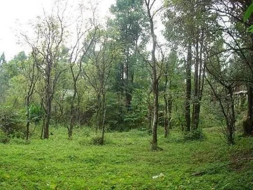 那些生長在云南的植物“活化石”