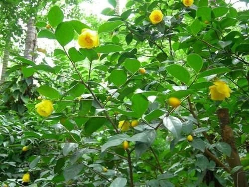 那些生長在云南的植物“活化石”