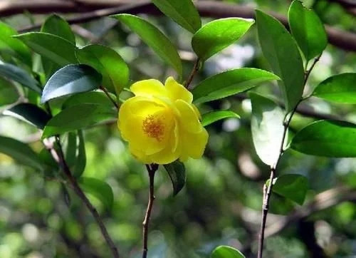 那些生長在云南的植物“活化石”