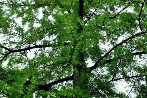 那些生長在云南的植物“活化石”