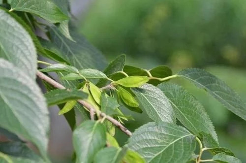 那些生長在云南的植物“活化石”