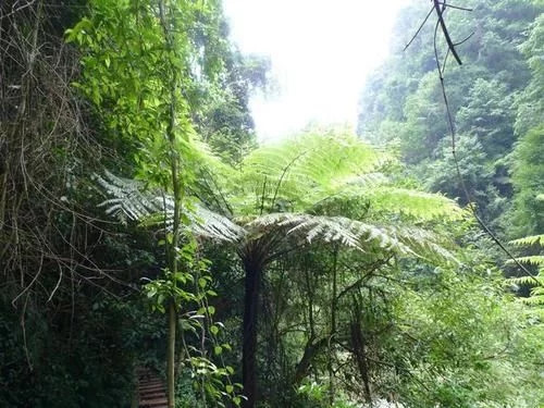 那些生長在云南的植物“活化石”