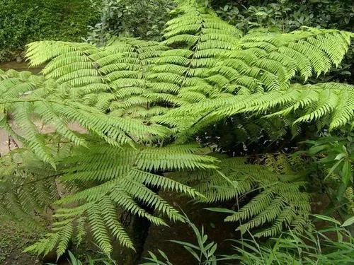 那些生長在云南的植物“活化石”