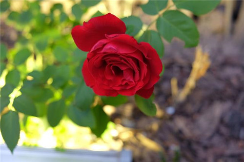 插花是一場審美的修行