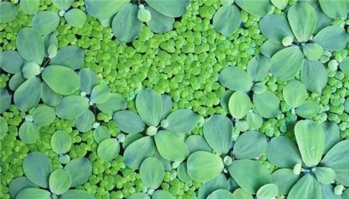 水生植物的種植密度！