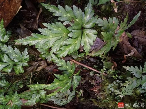 廣東僅存3株這種植物已極度瀕危