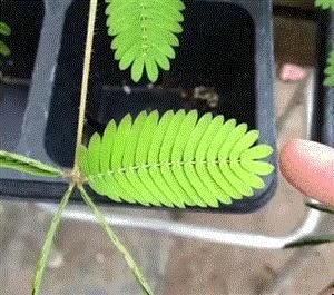 植物有隱藏的記憶？