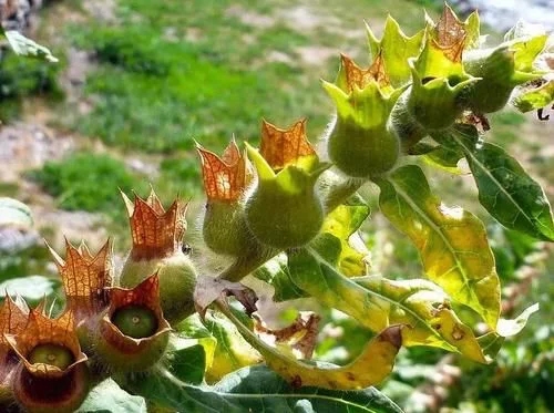 植物有隱藏的記憶？