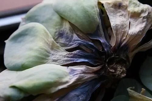 植物有隱藏的記憶?