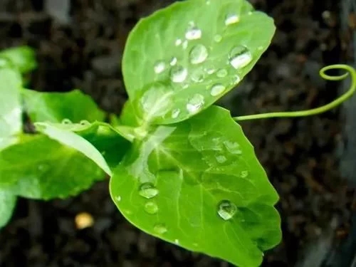 植物有隱藏的記憶？