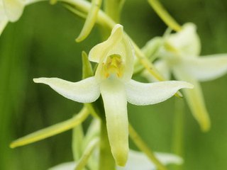 隆化發(fā)現(xiàn)蘭科重點(diǎn)保護(hù)植物二葉舌唇蘭