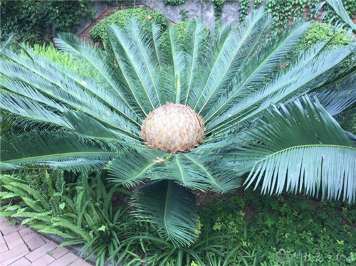 攀枝花公園里這棵蘇鐵開出一朵“霸王花”