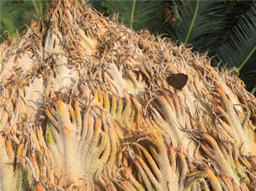 攀枝花公園里這棵蘇鐵開出一朵“霸王花”