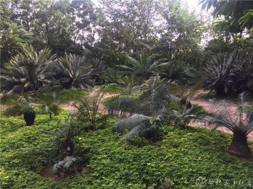 攀枝花公園里這棵蘇鐵開出一朵“霸王花”