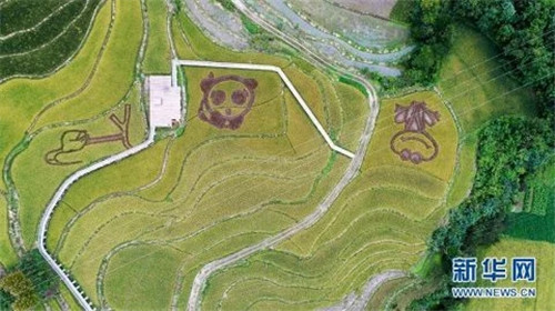 陜西佛坪:鳥瞰生態水稻公園