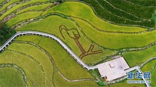 陜西佛坪:鳥瞰生態水稻公園