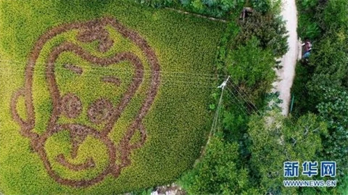 陜西佛坪:鳥瞰生態水稻公園