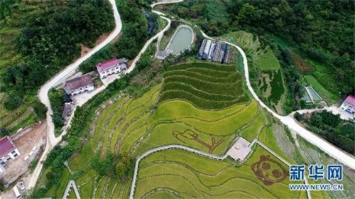 陜西佛坪:鳥瞰生態水稻公園