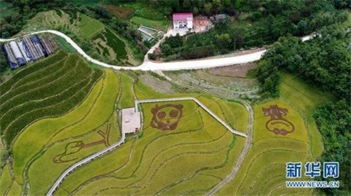 陜西佛坪:鳥瞰生態水稻公園