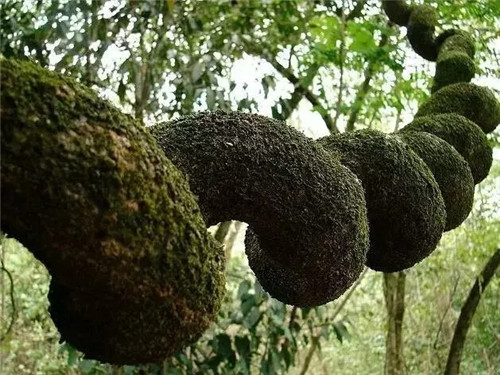 這些千年古樹，都是寶物啊