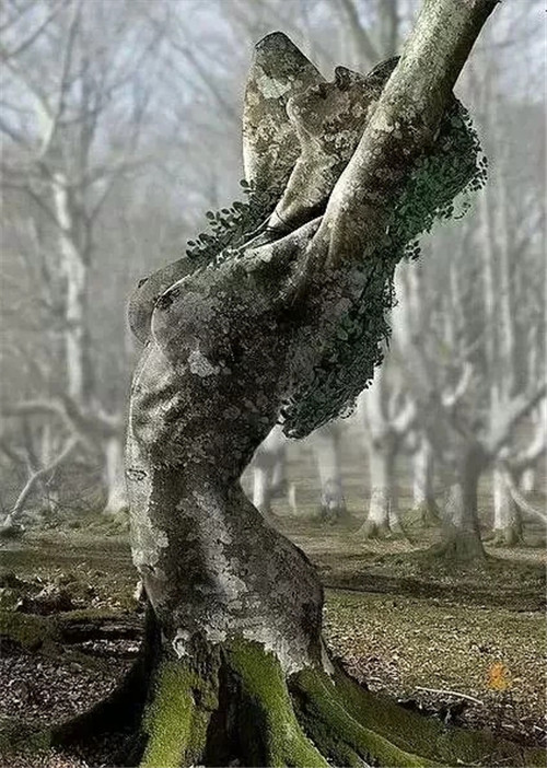 這些千年古樹(shù)，都是寶物啊