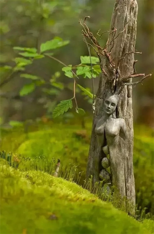 這些千年古樹(shù)，都是寶物啊