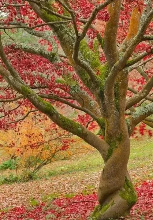 這些千年古樹，都是寶物啊