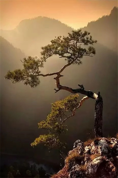 這些千年古樹，都是寶物啊